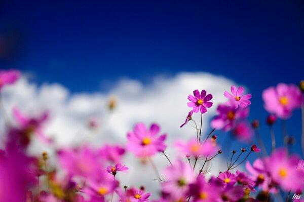 Flores contra nubes blancas