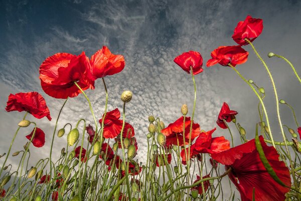 Mohnblumen auf bewölktem Himmel Hintergrund