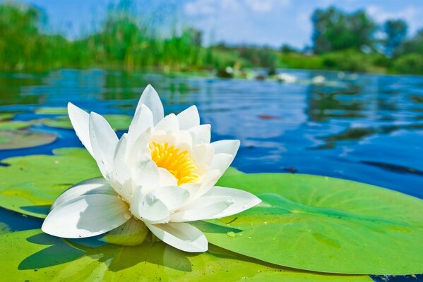 Seerlienblume unter Wasser