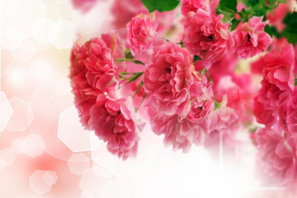 Ветка розовых цветов на фоне розовых бликов