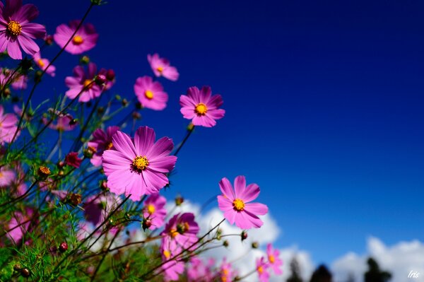 Wildblumen am blauen Himmelshintergrund