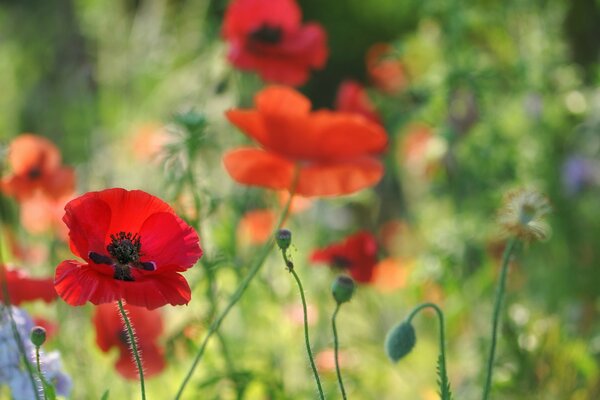 Amapolas rojas en modo macro