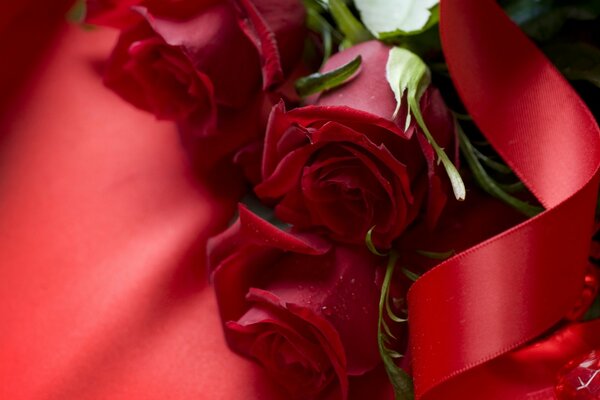 Scarlet roses with satin ribbon