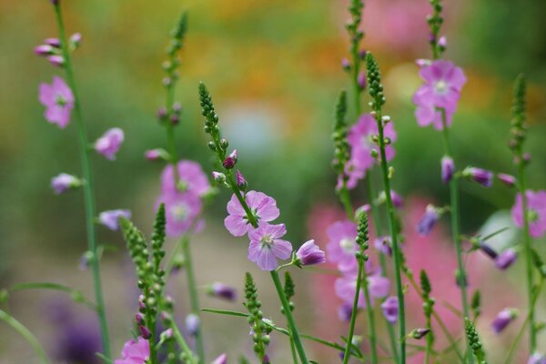 Fleurs sauvages en gros plan