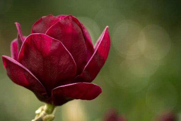 Magnolia en flor con color rosa