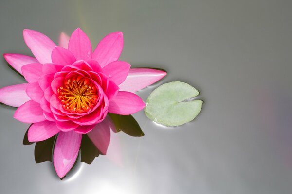 Lotus rose sur la surface lisse de l étang