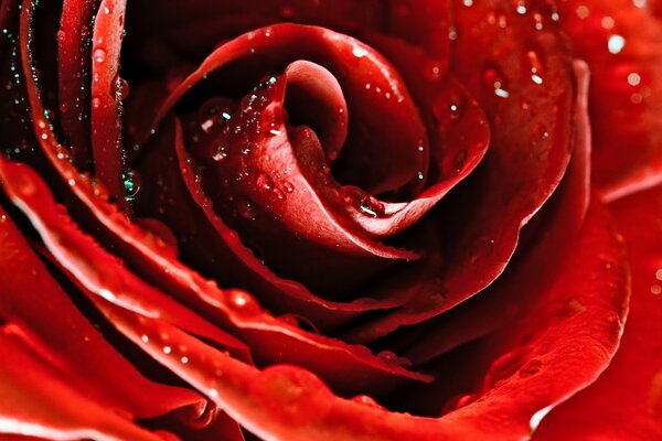 A beautiful red rose in the morning dew