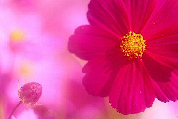 A bud and a flower of a cosmea on a pink background