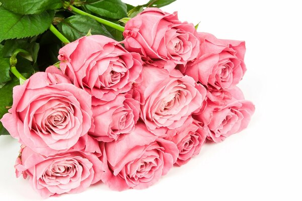 Bukiet różowych róż na białym tle