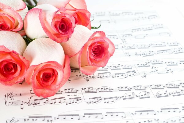 Rose flowers. Rosebuds on the notes