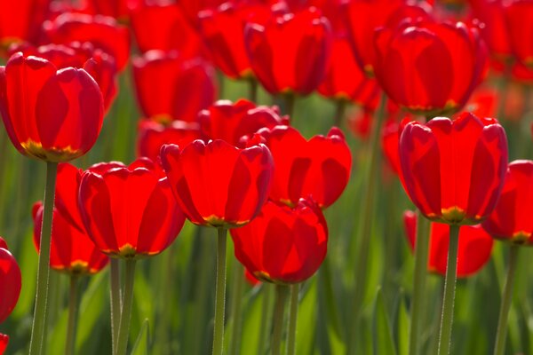 Holländische Tulpen in natürlicher Umgebung