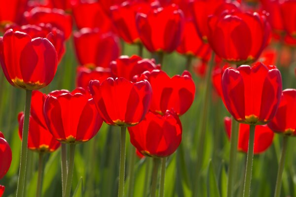Tulipani olandesi in un ambiente naturale