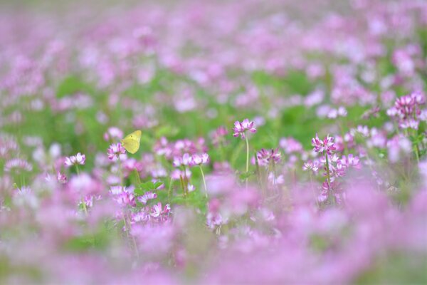 Trifoglio rosa nella radura del prato