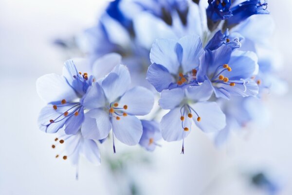 Blaue Blumen auf verschwommenem Hintergrund