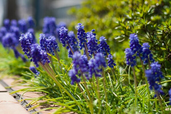 Lila-blaue Blumen auf grünem Gras Hintergrund