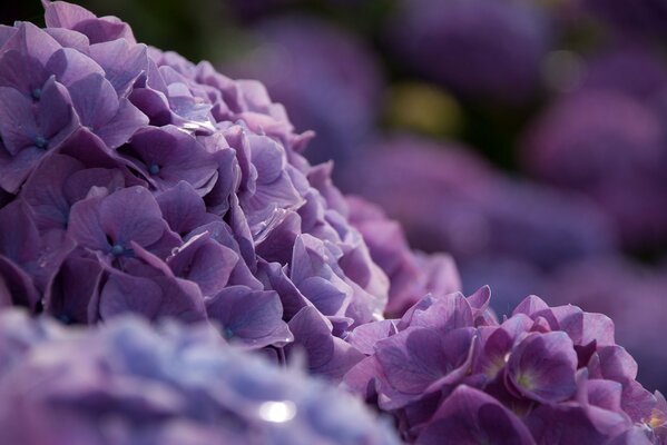 Foto von Hortensie Busch Makro