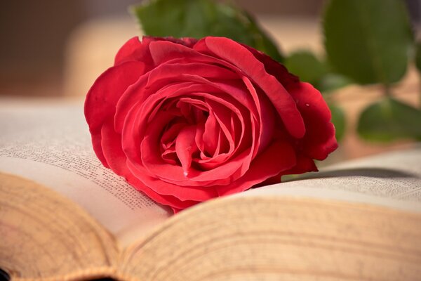 Die rote Rose auf dem geöffneten Buch