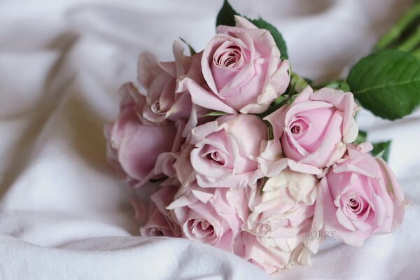 Délicat bouquet de roses roses sur le drap