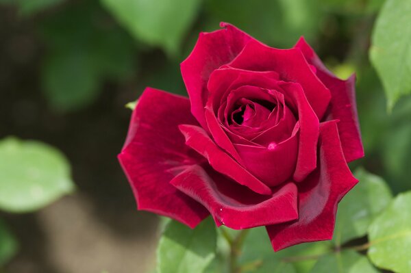 Czerwona róża z aksamitnymi płatkami