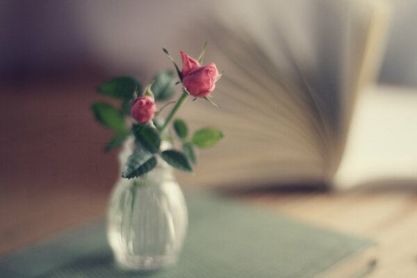 Macro photography of flowers in a vase