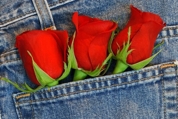 Bouquet of roses in jeans