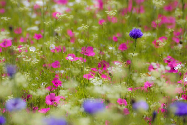A field of pink and lilac flowers