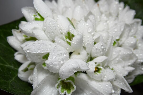 Campanillas blancas de primavera con gotas de rocío