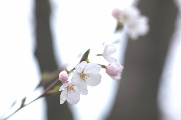 A sprig of cherry in macro photography