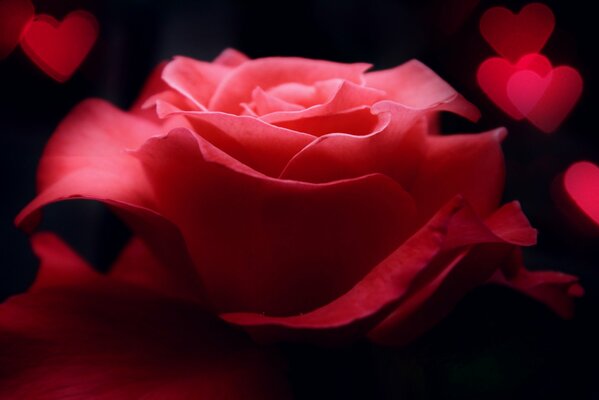 Una gran rosa rodeada de corazones rojos