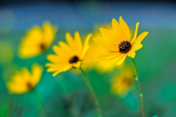 Foto einer nassen gelben verschwommenen Blume