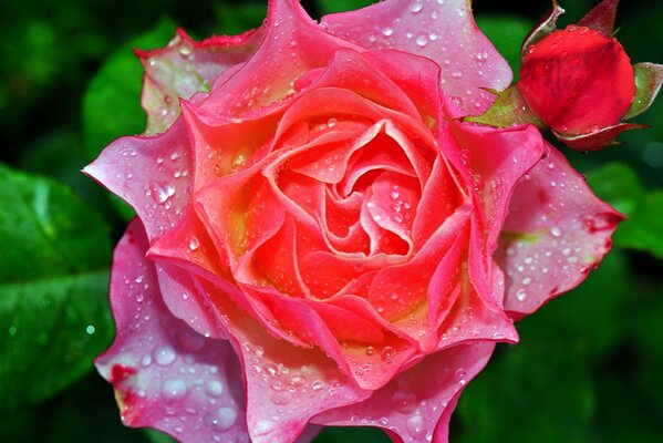 Завораживающая красота розы в макросъёмке
