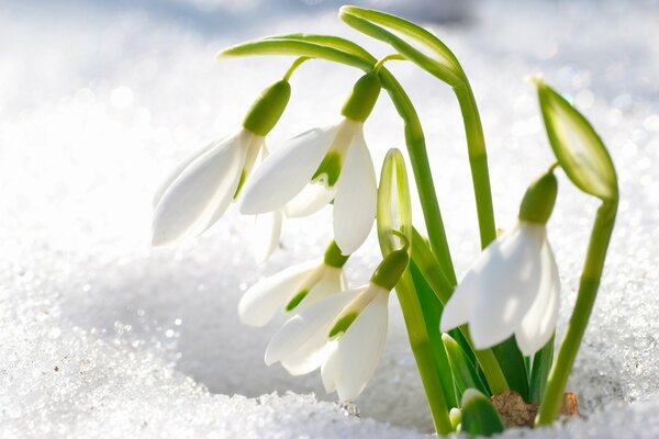 Petali di bucaneve perforati attraverso la neve non sciolta