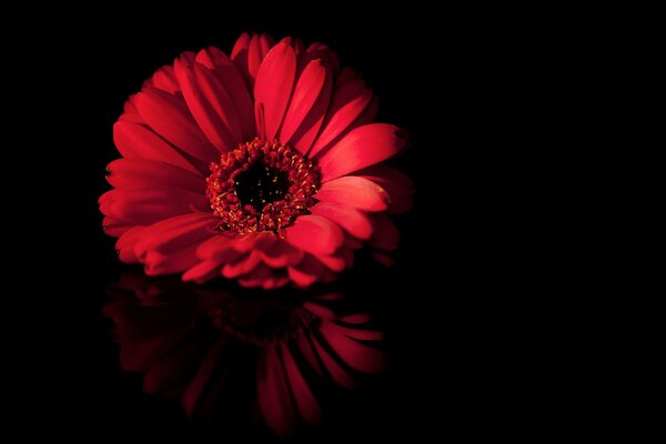 Red flower on black background