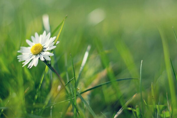 Macro photo of chamomile in a field with grass and greenery