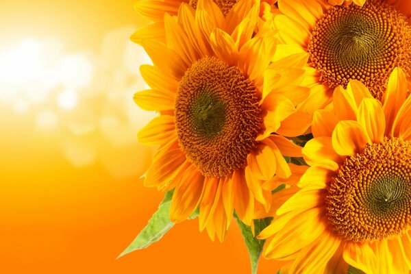 Fascinating sunflowers on an orange background