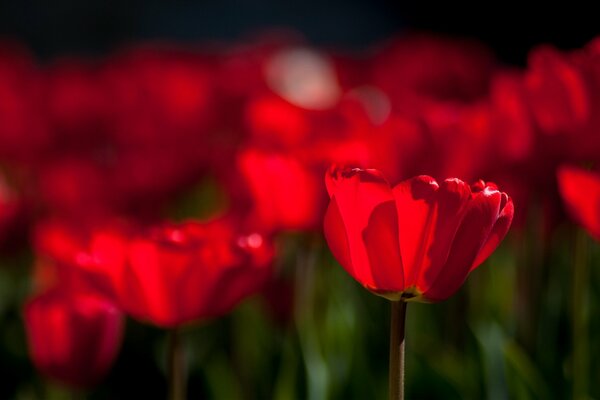 Blumen Tulpen sind leuchtend rot