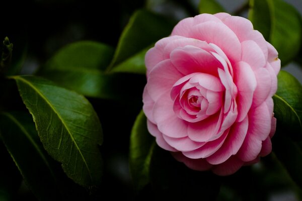 Rosa Kamelie auf grünem Hintergrund