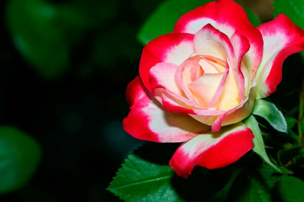 Bourgeon de rose rouge et blanc dans le vert