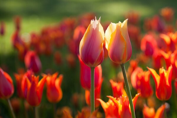 Dutch tulips grow in the fields