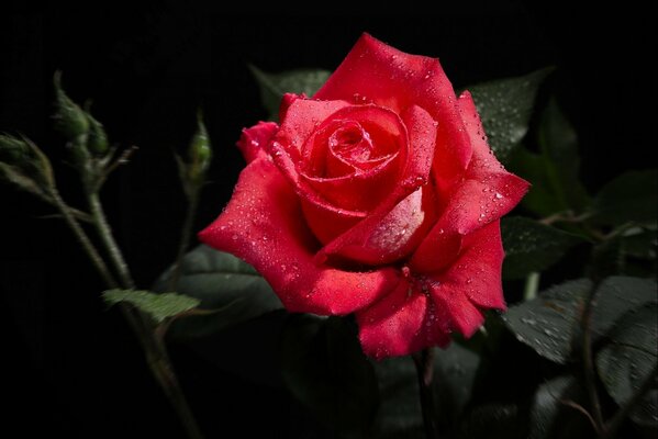 A scarlet rose in drops of dew