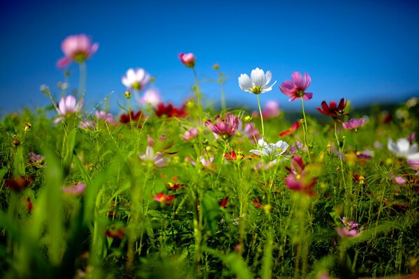 Sommerblumen. Die Natur