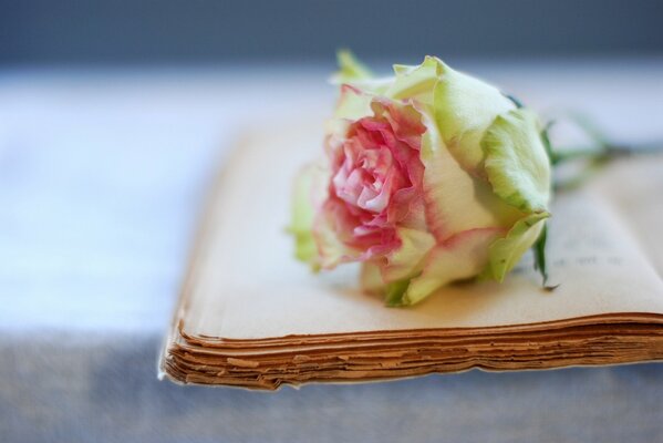 Una rosa blanca con un borde rosa alrededor del borde en un libro viejo