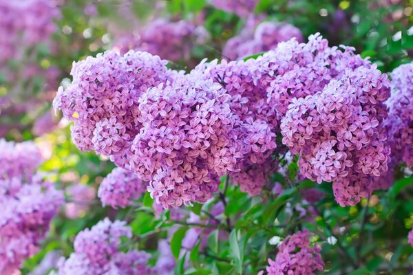 Spring purple lilac bush