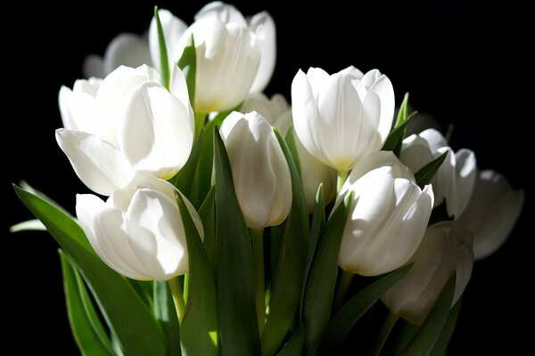 Bouquet of white tulips on a dark background