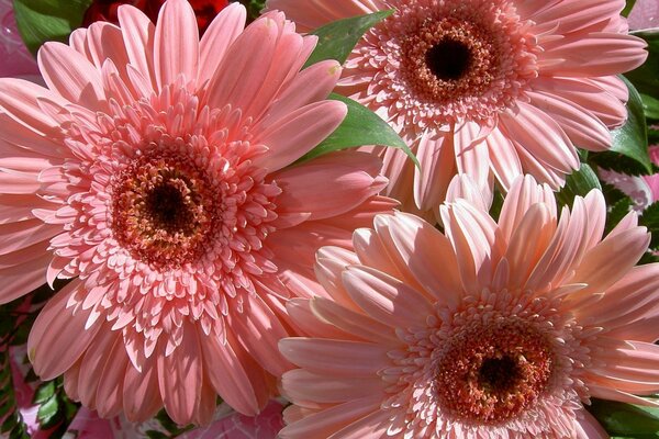 Rosa zarte Blumen Gerbera Bouquet