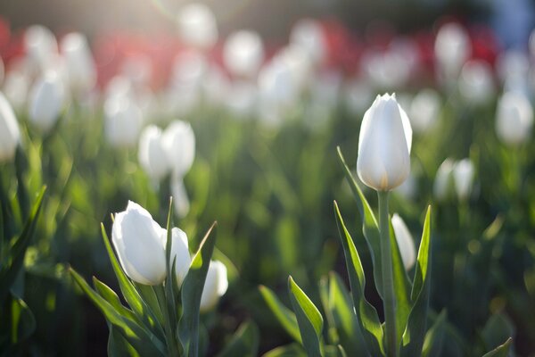 Weiße Tulpen, rot in die Wärme der Frühlingssonne gehüllt