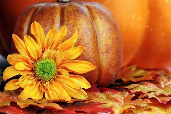 Natbrmort d automne avec citrouille et chrysanthème