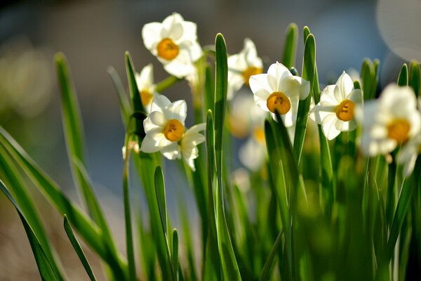 Les jonquilles se prélassent au soleil au printemps