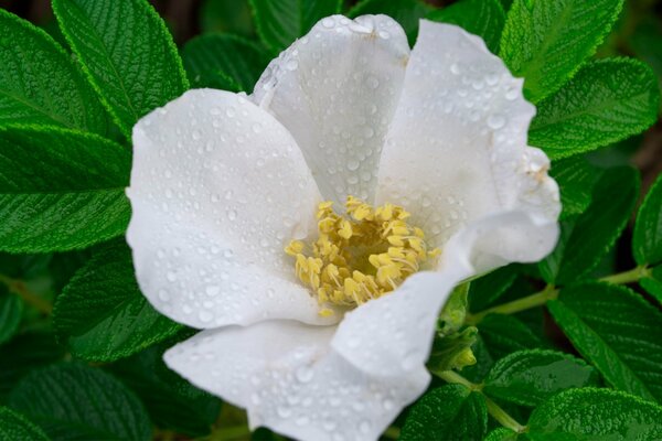 White rosehip flower in dew