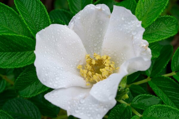 Biały kwiat dzikiej róży w rosie